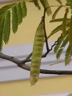 Плод альбиции ленкоранской