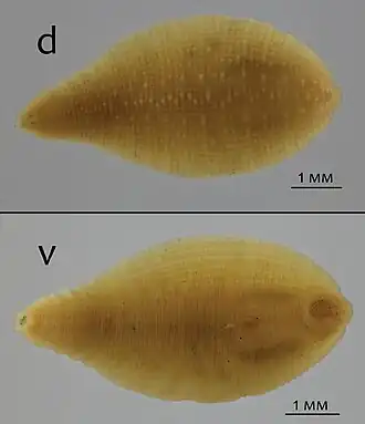 Фотография Alboglossiphonia disjuncta со спинной (d) и брюшной (v) стороны