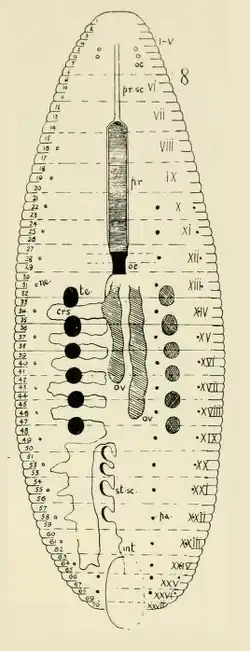 Рисунок Alboglossiphonia intermedia, выполненный автором описания, Э. Дж. Годдардом (1909): crs — карманы желудка, oc — глаза, oe — пищевод, ov — яйцевые мешки, st-sc — карманы кишечника, te — семенные мешки; арабскими цифрами обозначены номера колец, римскими цифрами — номера сегментов.