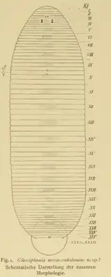 Схематичный рисунок разделения тела Alboglossiphonia novaecaledoniae на сегменты (обозначены римскими цифрами) и вторичные кольца, данный автором первоописания вида Людвигом Йоханссоном