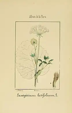 Иллюстрация из книги Vicente Martín de Argenta «Album de la flora médico-farmacéutica é industrial, indígena y exótica»