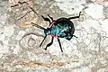 Alcaeorrhynchus grandisPentatomidae