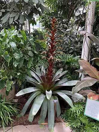 Alcantarea imperialis