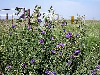 Люцерна посевная