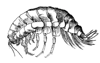 Alicella gigantea. Крупнейший представитель семейства и всего отряда бокоплавов