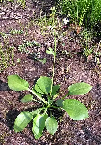 Частуха обыкновенная