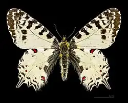 Allancastria cerisyi, самец