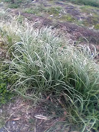 Общий вид растений