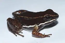 Полосатобрюхий древолаз