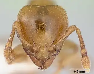 Allomerus decemarticulatus24 марта 2025