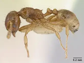 Муравей Allomerus vogeli