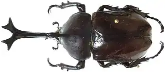 Allomyrina dichotoma