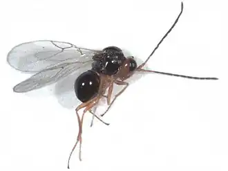 Наездник Alloxysta victrix