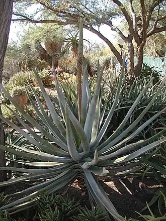 Алоэ Сюзанны