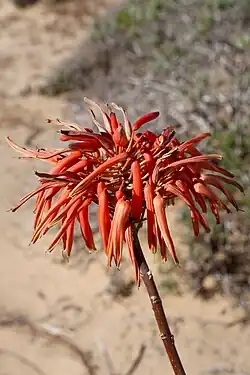 Aloe arenicola