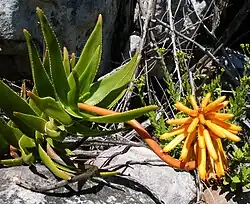 Aloiampelos commixta