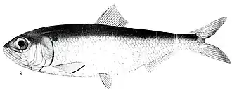 Alosa sphaerocephala