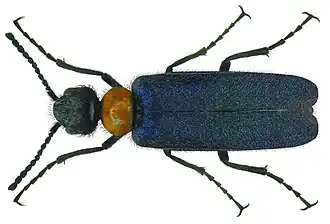 Alosimus syriacus syriacus