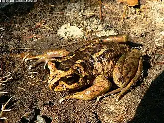 Зеленоватый шипогруд