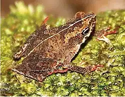 Amazophrynella matses