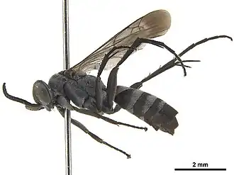 Amblyellus hasdrubal