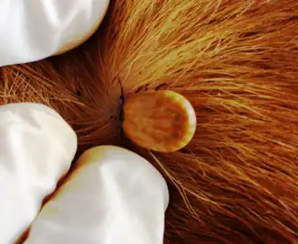 Клещ Amblyomma ovale на собаке