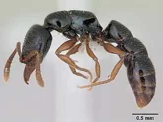 Рабочий Fulakora armigera