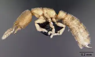 Рабочий Fulakora degenerata