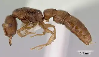 Самка Fulakora exigua