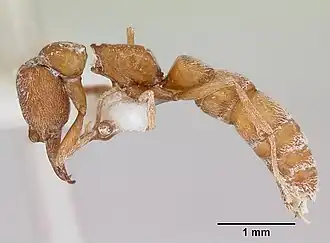 Рабочий Fulakora falcata