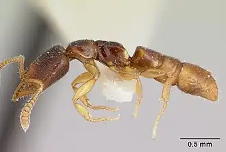 Рабочий Fulakora lurilabes