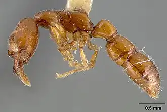 Рабочий Fulakora monrosi