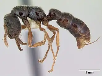 Рабочий Fulakora mystriops