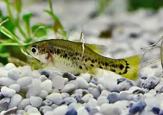 Самец амеки