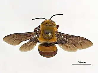 Пчела Amegilla dawsoni