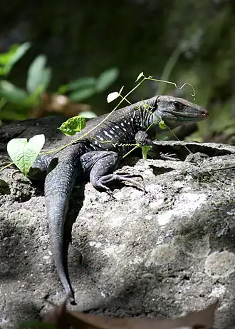 Ameiva fuscata