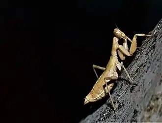 Самка из Ирана