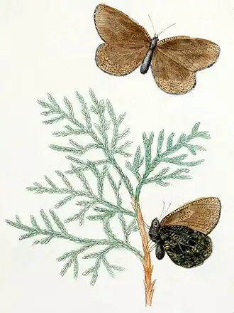 Oeneis (Hipparchia) semidea в исполнении Тициана Пила