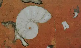 Аммонит в мраморной облицовке станции «Речной вокзал»