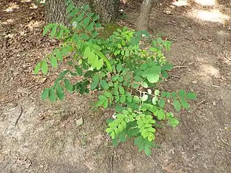 Нет доступного изображения