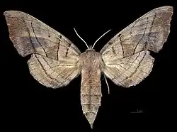 Amorpha juglandis   ♀