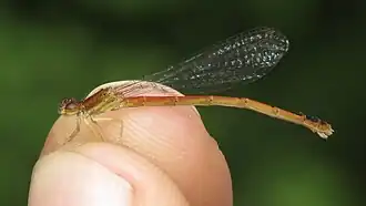 Amphiagrion saucium, самка