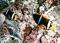 Amphiprion chrysopterus