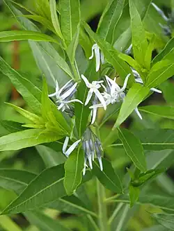 Amsonia jonesii