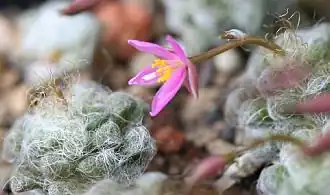 Anacampseros namaquensis