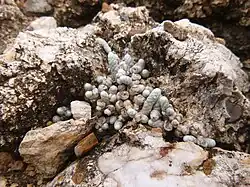 Anacampseros papyracea