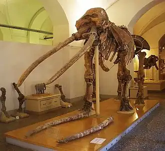 Скелет Anancus arvernensis, обнаруженный в 1825 г. близ Монтекарло в Тоскане (Италия). Известен под именем «Пиппо»