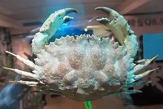 Anatolikos japonicus