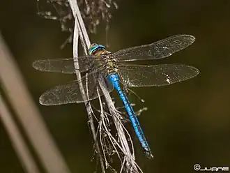 Anax imperator (3363887500)