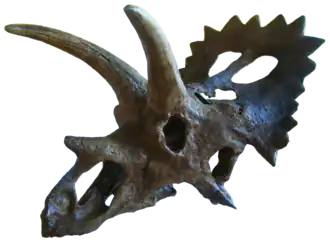 Череп образца TMP 1983.001.0001 в Геологическом музее, Копенгаген